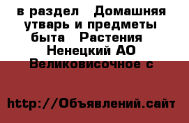  в раздел : Домашняя утварь и предметы быта » Растения . Ненецкий АО,Великовисочное с.